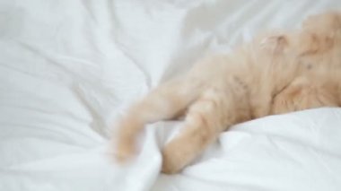 Şirin zencefil kedi beyaz levha altında insanlar el ile oynamak. Sabah uyku vakti, rahat ile kabarık evde beslenen hayvan ev.