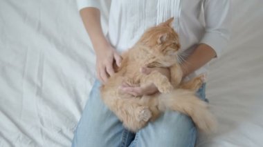 Kadın şirin zencefil kedi sıvazlar. Kabarık evde beslenen hayvan dizlerinin üzerinde yalan. Sevimli rahat arka plan, sabah yatmadan evde.