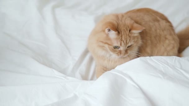 Cute ginger cat playing with humans hand under white sheet. Morning bedtime, cozy home with fluffy pet. — Stock Video