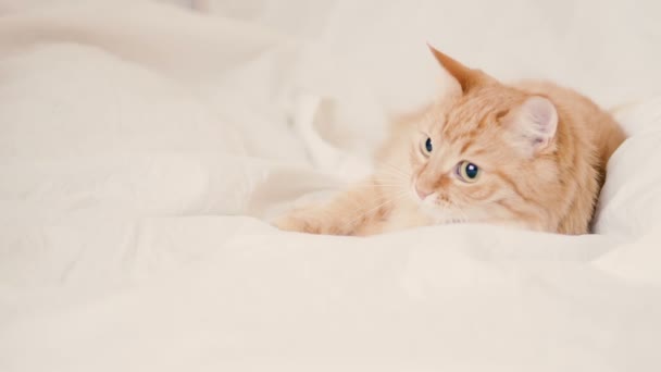 Gato de gengibre bonito deitado na cama. Manhã hora de dormir, aconchegante casa com animal de estimação fofo . — Vídeo de Stock