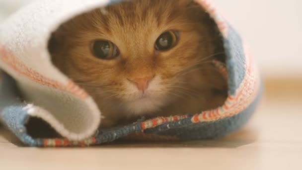 Lindo gato de jengibre sentado dentro de alfombra enrollada. Fluffy mascota se ve con curiosidad . — Vídeo de stock