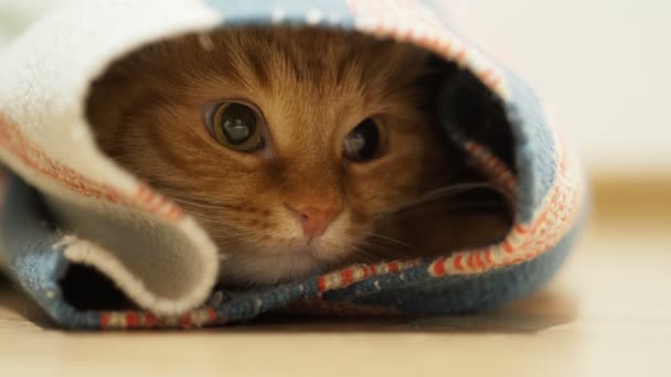 Söt ingefära katt sitter inne rullas upp mattan. Fluffiga husdjur ser med nyfikenhet. — Stockvideo