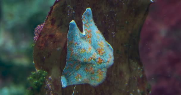 Patiria pectinifera 또는 블루 박쥐 스타입니다. 불가사리 탱크 산호에 앉아. — 비디오