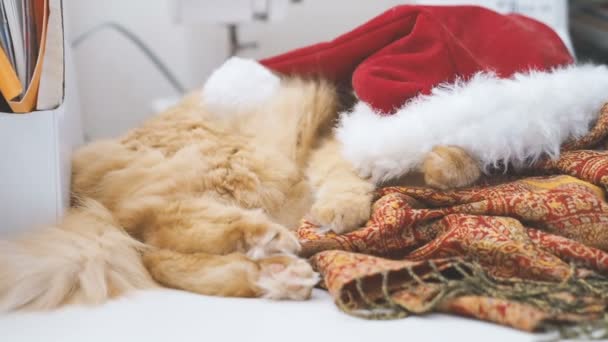 Noel Baba kırmızı şapka altında yalan şirin zencefil kedi. Kabarık evde beslenen hayvan çalışmaları masaya pinekleme. Noel ve Yılbaşı tatil. — Stok video