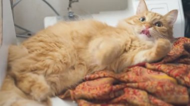 Noel Baba kırmızı şapka altında yalan şirin zencefil kedi. Kabarık evde beslenen hayvan iskambil etmek insan. Noel ve Yılbaşı tatil.