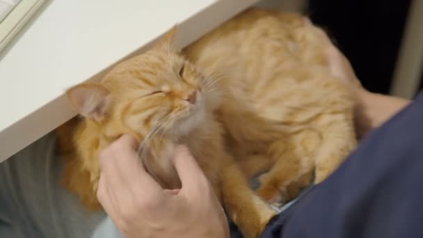 Gato de gengibre bonito dormindo de joelhos de mulher. Mulher acaricia animal fofo. Casa aconchegante . — Vídeo de Stock