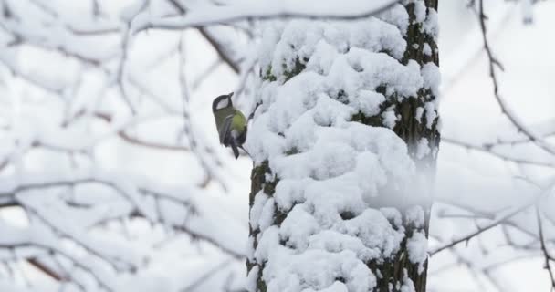 Bogatka lub Parus major, skoki na korze drzew w lesie zimą. — Wideo stockowe