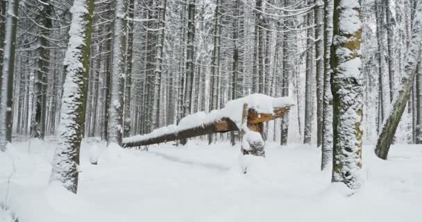 Nieve en bosque de pinos. Árbol caído cubierto de nieve en madera de invierno . — Vídeos de Stock