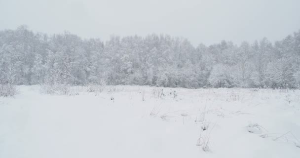 Uma queda de neve na floresta. Paisagem de inverno em dia nublado . — Vídeo de Stock