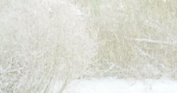 Schneefall im Wald. Hintergrund Winterurlaub. — Stockvideo