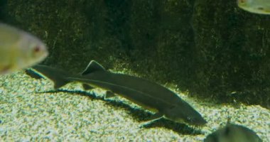 SterIeti Acipenser ruthenus akvaryumda yüzen.