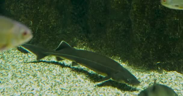 Sterlet Acipenser ruthenus pływające w akwarium. — Wideo stockowe