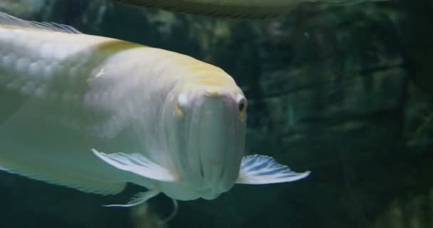 Zilveren arowana, Osteoglossum bicirrhosum, zoetwater knokige vissen. — Stockvideo