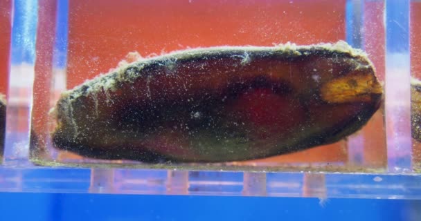 Shark embryo inflyttning ägg fall eller ägg kapsel. — Stockvideo