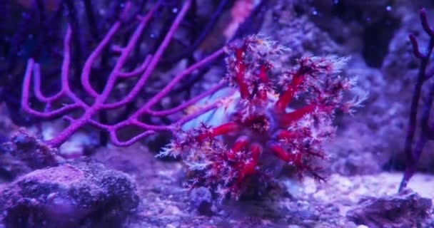 Приморський огірок Cucumariidae, від класу Holothuroidea. Морських тварин. — стокове відео