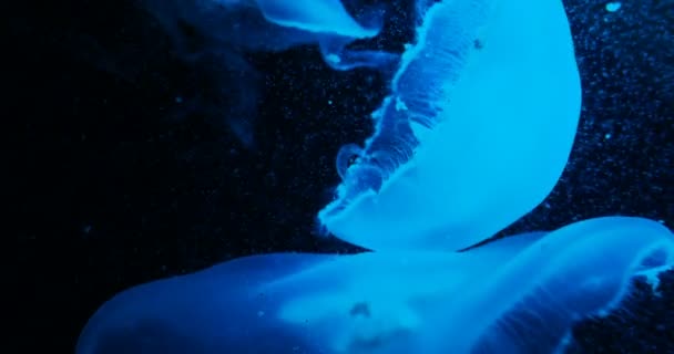 Aurelia aurita, also called common jellyfish, moon jellyfish, moon jelly or saucer jelly floating in tank and illuminated by lamps with different color of glow. — Stock Video