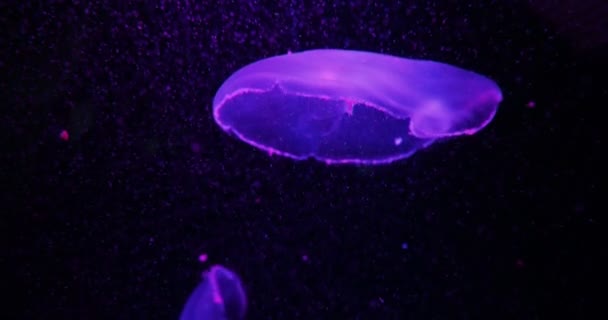 Aurelia aurita, auch gemeine Qualle, Mondqualle, Mondgelee oder Untertassengelee genannt, schwimmt im Becken und wird von Lampen mit unterschiedlicher Leuchtfarbe beleuchtet. — Stockvideo