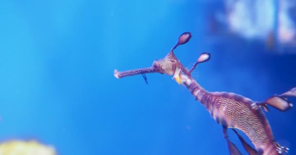 Weedy sea dragon eller gemensamma sea dragon, Phyllopteryx länkar. Havsfisk i tank. — Stockvideo