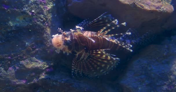 Red lionfish Pterois volitans is a venomous coral reef fish. — Stock Video