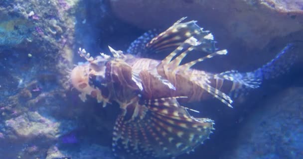 Le lionfish rouge Pterois volitans est un poisson venimeux de récif corallien . — Video