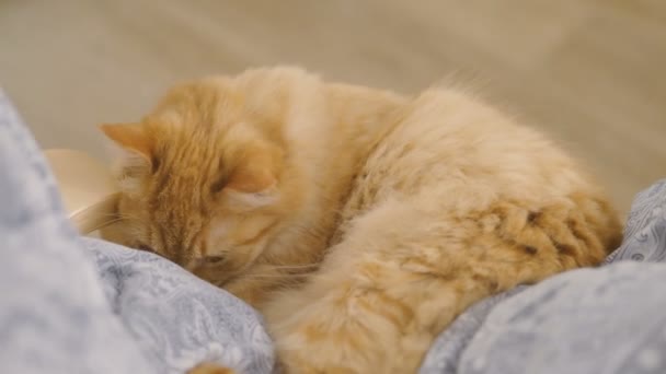 Gato de gengibre bonito deitado barriga na cadeira. Animal de estimação fofo dormindo em linho azul. Casa aconchegante . — Vídeo de Stock