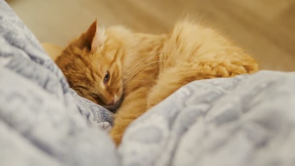 Lindo gato jengibre acostado en la silla. Mascotas mullidas dormitando sobre lino azul. Acogedora casa . — Vídeos de Stock