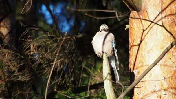 カケス、Garrulus にきびと自然な背景は。冬の森の中の鳥. — ストック動画