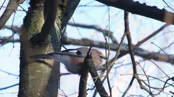 Natürlicher Hintergrund mit Eichelhäher, Garrulus glandarius. Vogel im Winterwald. — Stockvideo