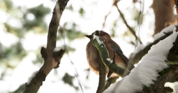 Szajkó, Garrulus glandarius természetes háttér. A téli erdő madár. — Stock videók