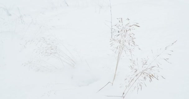 Tanaman kering mencuat dari salju dan bergetar dalam angin. Padang salju musim dingin . — Stok Video
