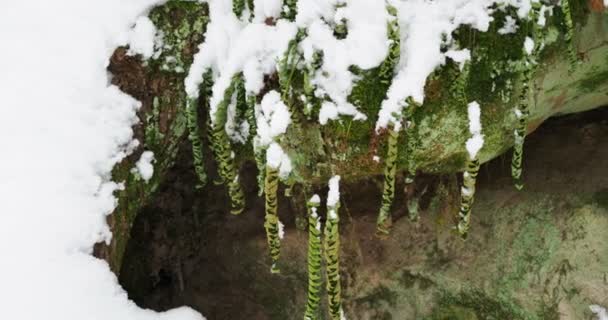 Nonfreezing Polypodium vulgare, polypody fern. Doğal Simgesel Yapı Chertovo Gorodische, Rusya Federasyonu. — Stok video