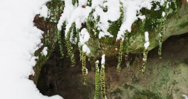 Nonfreezing gewone eikvaren, polypody fern. Natuurlijke landmark Chertovo Gorodische, Rusland. — Stockvideo