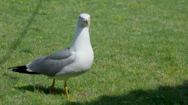 Gaviota está caminando sobre hierba verde . — Vídeos de Stock