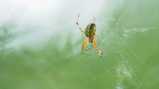 Spider assis sur sa toile. Kemer, Turquie . — Video