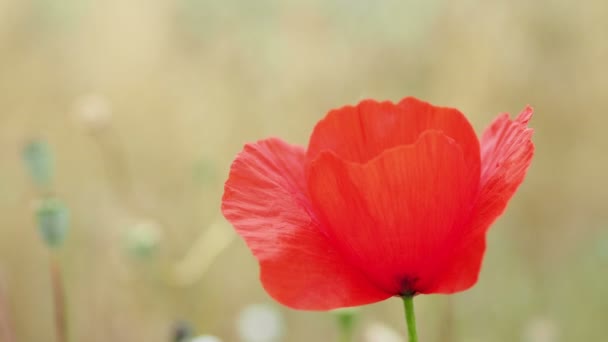 Klaproos bloeiende bloem. Natuurlijke achtergrond met bloeiende plant. Turkije. — Stockvideo