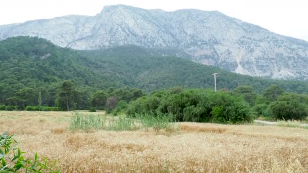 Campo de trigo al pie de la montaña. Las espigas de trigo están densamente ocupadas por caracoles. Kemer, Turquía . — Vídeos de Stock
