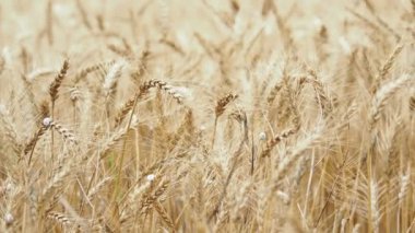 Buğday kulakları yoğun salyangoz tarafından işgal edilmiştir.
