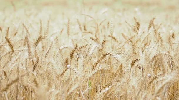 Пшеничні вуха щільно зайняті равликами . — стокове відео