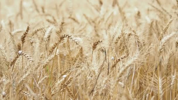 Les épis de blé sont densément occupés par les escargots .