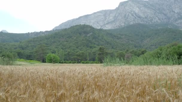 Buğday alan dağın eteklerinde. Buğday kulakları yoğun salyangoz tarafından işgal edilmiştir. Kemer, Türkiye. — Stok video
