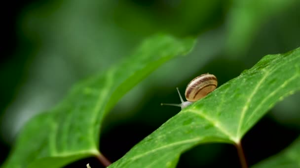 El caracol se arrastra lentamente sobre una hoja verde húmeda. Fondo natural con insectos en movimiento . — Vídeos de Stock