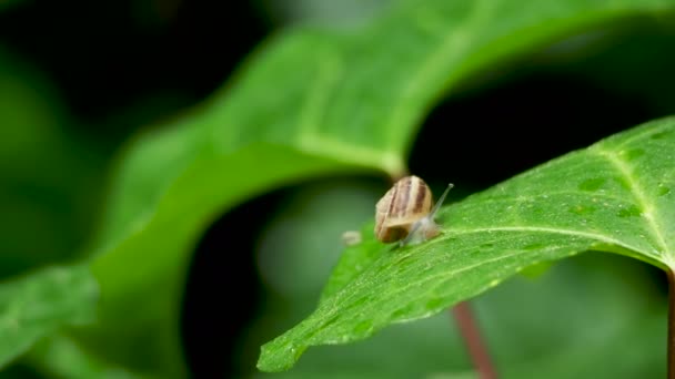 El caracol se arrastra lentamente sobre una hoja verde húmeda. Fondo natural con insectos en movimiento . — Vídeos de Stock