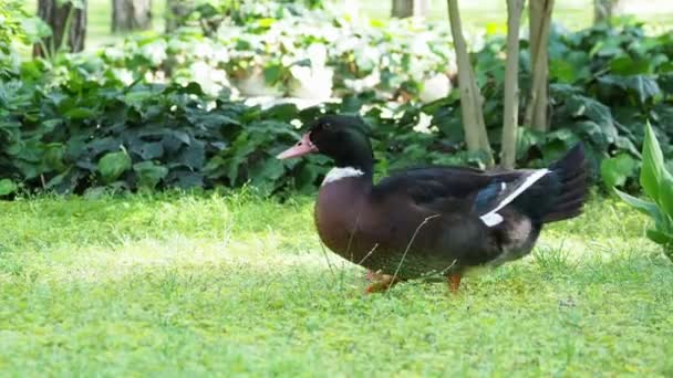 Les grands canards de la ferme nettoient leurs plumes et cherchent de la nourriture dans l'herbe — Video