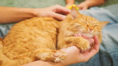 Zencefil kedi kadın ve yürümeye başlayan çocuk şirin okşayarak. Rahat aile akşam evde. Zevk ile oynarken kabarık evde beslenen hayvan.