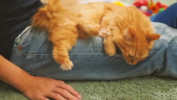 Mujer y niño acariciando lindo jengibre gato. Acogedora velada familiar en casa. Fluffy mascota jugando con placer . — Vídeos de Stock