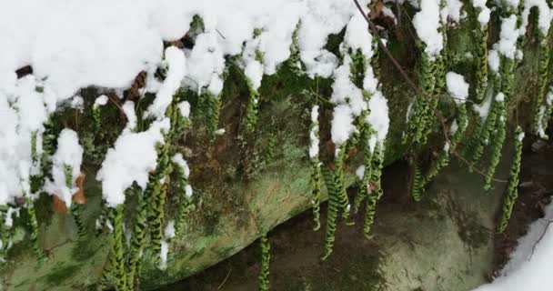 Frostsicher Polypodium vulgare, Polypoden Farn. Naturdenkmal chertovo gorodische, russland. — Stockvideo