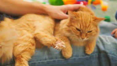 Zencefil kedi kadın ve yürümeye başlayan çocuk şirin okşayarak. Rahat aile akşam evde. Zevk ile oynarken kabarık evde beslenen hayvan.