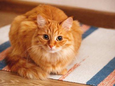 Şirin zencefil kedi çizgili ev yapımı halı üzerinde oturuyor. Halı üzerinde kabarık evde beslenen hayvan.