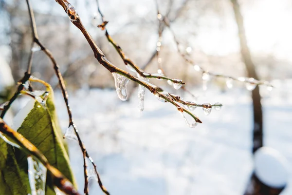Fagyasztott Vízcseppek Faágak Természetes Téli Jelenség Jég Eső Esőcseppek Fordult — Stock Fotó