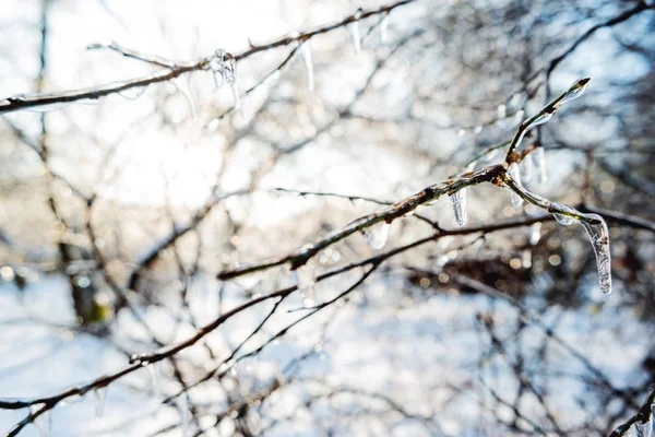 Gotas Água Congeladas Galhos Árvores Fenômeno Natural Inverno Chuva Gelo — Fotografia de Stock